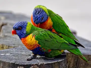 Lorikeets - Peeku Park