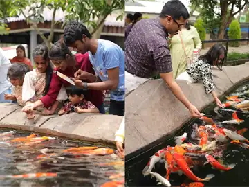 Colourful koi fish at Peeku Park Yercaud