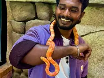 Python snake at the Reptile Park in Peeku Park