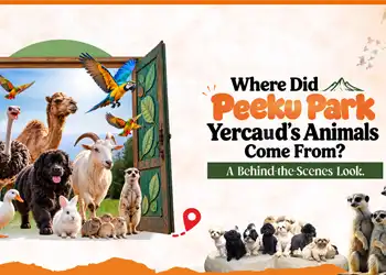 Where Did Peeku Park Yercaud’s Animals Come From? A Behind-the-Scenes Look - Blog