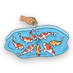  Koi Fish Feeding - Peeku Park Yercaud